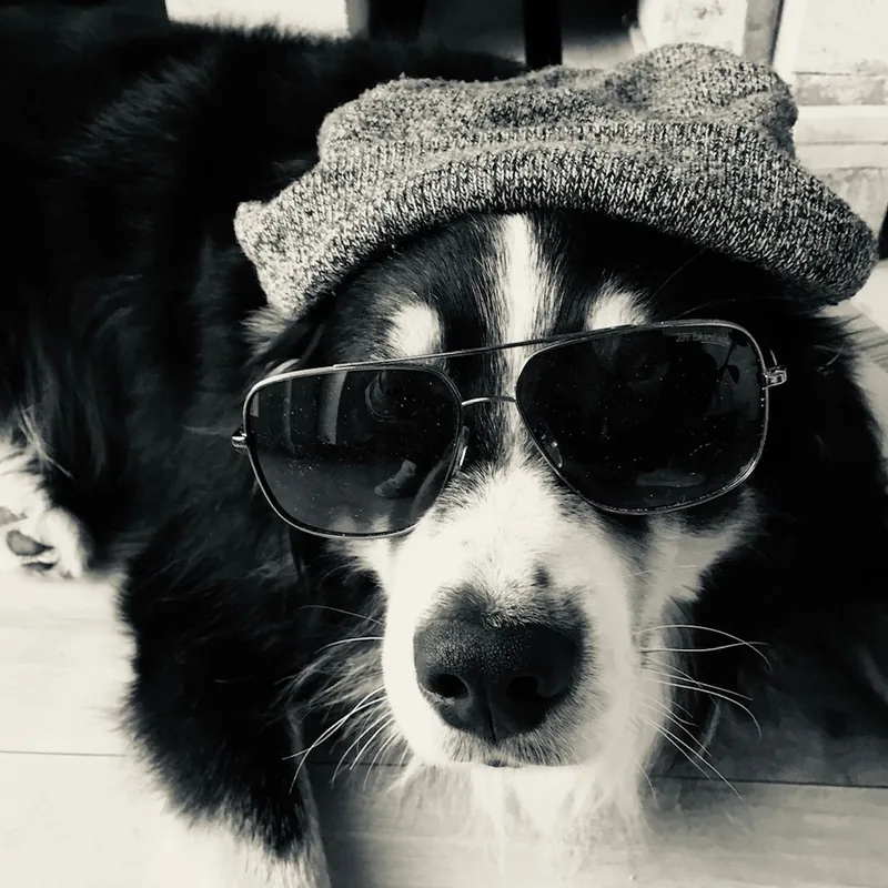 Nero mit Sonnenbrille