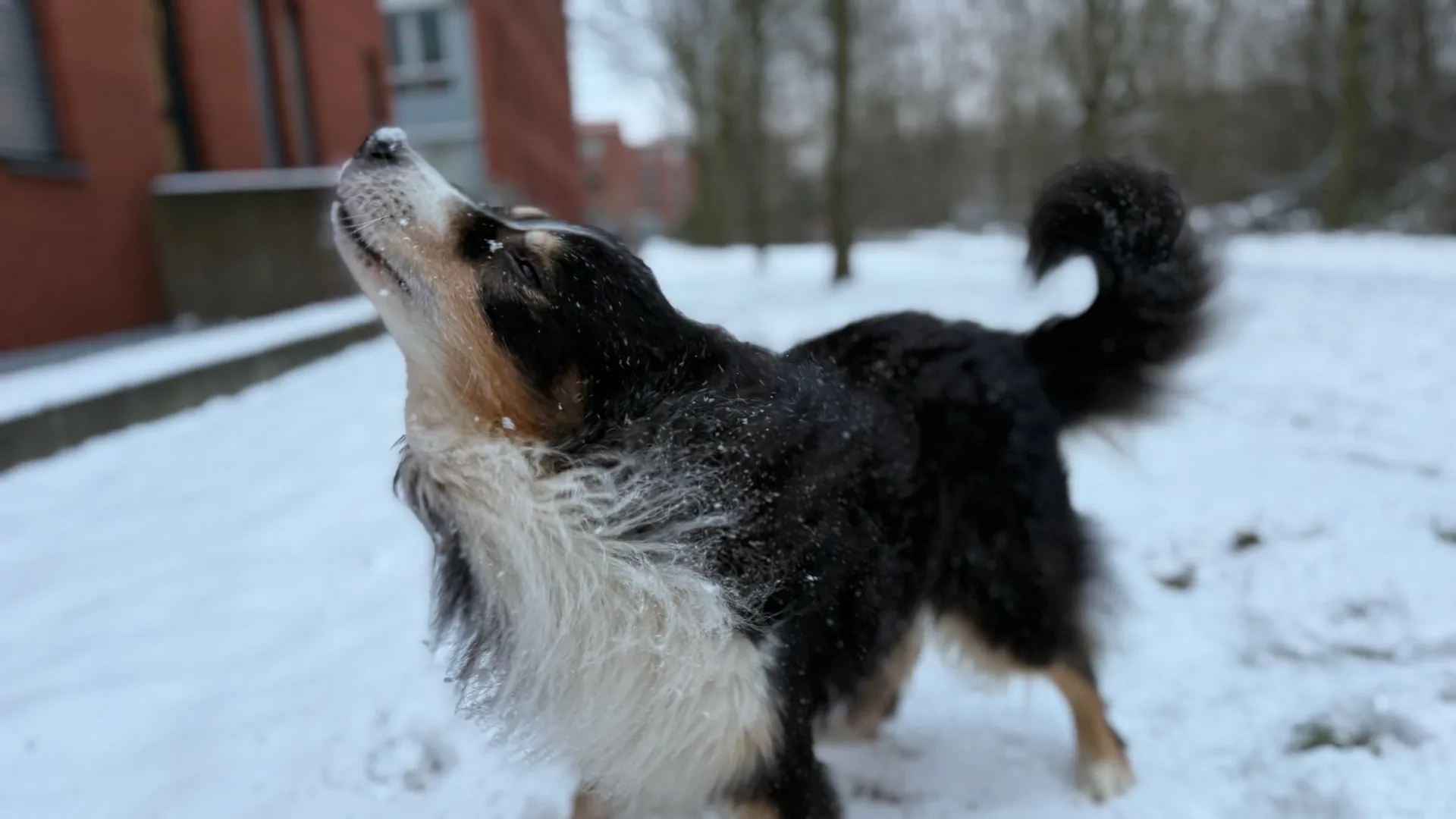 Nero Australian Shepherd Bremen